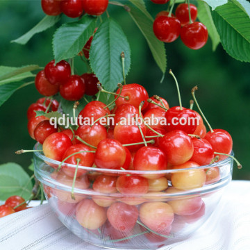 Fresh canned cherry for sale in new sason coming