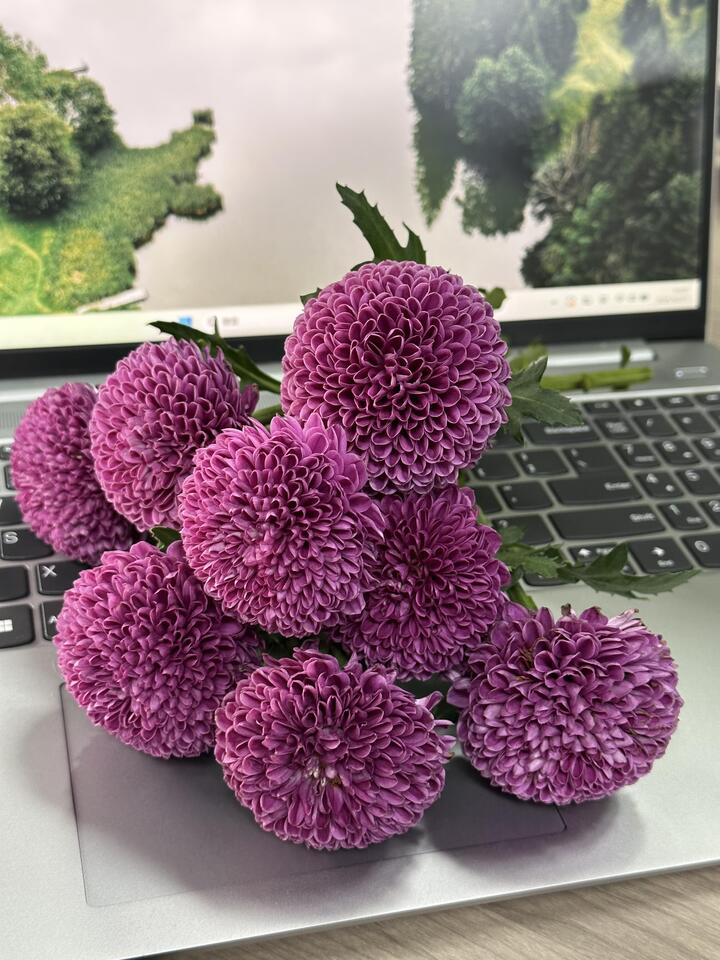 Purple Ping Pong Chrysanthemum