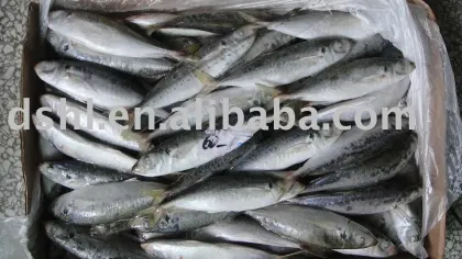 frozen mackerel fish