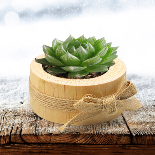 Succulent Plant Pot Display Handmade Wooden Ornaments Candle Holder Bonsai Container for Home Bedroom Living Room Decoration