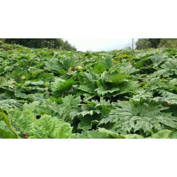 Rhubarb Root Extract Chrysophanic acid Powder 98% 481-74-3