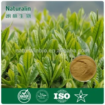 Water Soluble Natural Instant Herbal Tea Powder/Tea Tree Powder/Green Tea Extract Powder