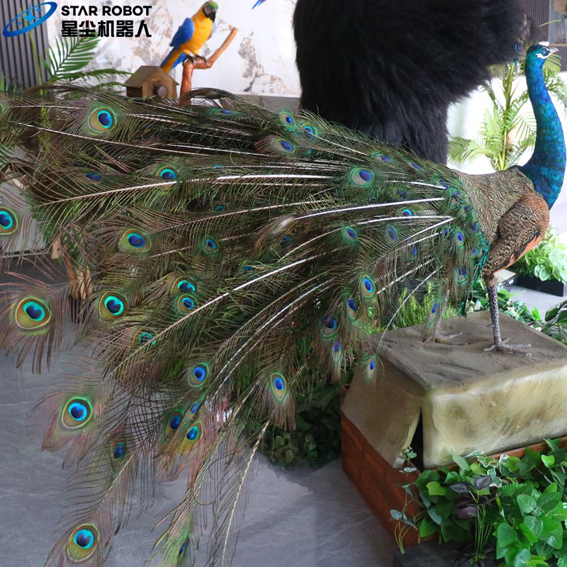 peacock4