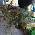 Peacock Animatronic Feathers Real Peacock untuk Dijual