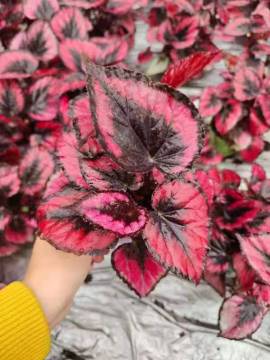 begonia 17 living plants suppliers