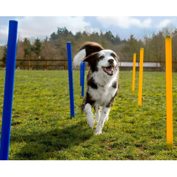 Cours d&#39;obstacle de chien 28 pièces pour la formation