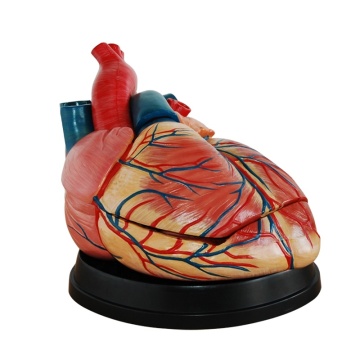 Darhmmy New Style Jumbo Anatomical Heart Model for Medical Science