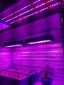 Full Spectrum LED växer ljus för inomhus växande