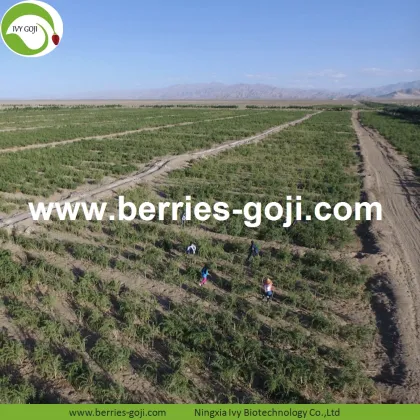 Factory Wholesale New Harvest Fruit Products Wolfberries