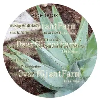 50pcs a set Aloe ferox Rare Seed 35usd