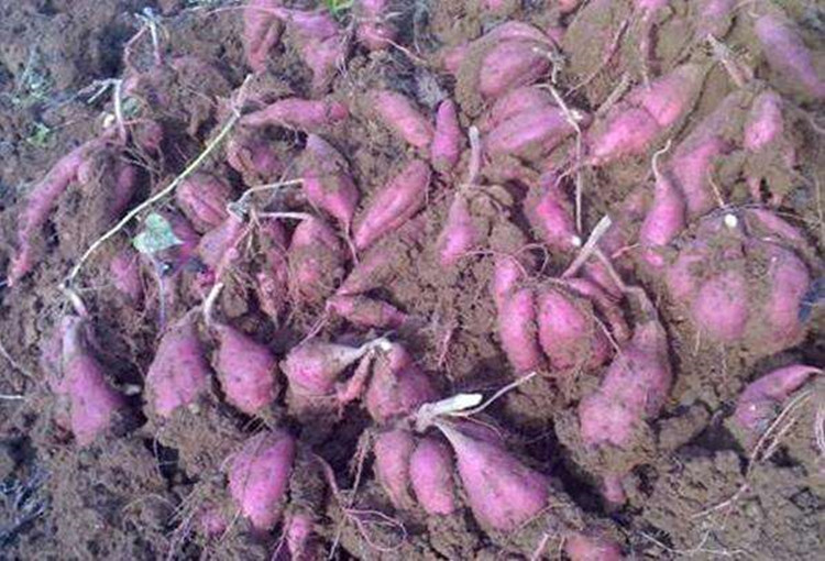 Function Of Purple Sweet Potato Powder