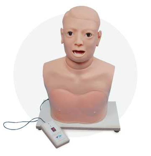 Pharynx and Larynx Examination Model