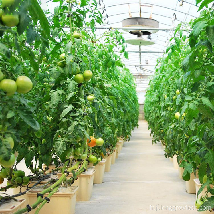 Greenhouse de tomates agricoles hydroponiques