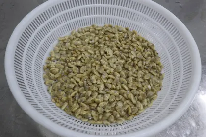 Short Neck Frozen Boiled Clam For Canned Clam