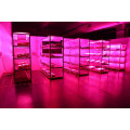 Vollspektrum-LED wachsen Licht für Gemüsefrüchte