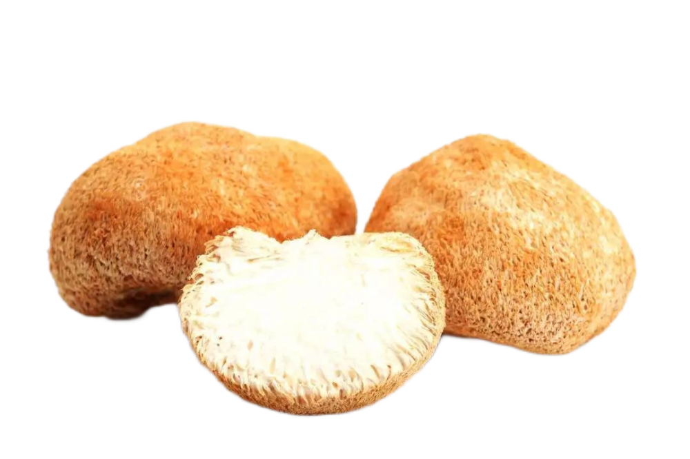 Hericium erinaceus Extract