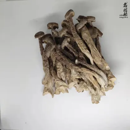 High Quality Edible Fungi: Hot Sale Pilose Antler Mushroom