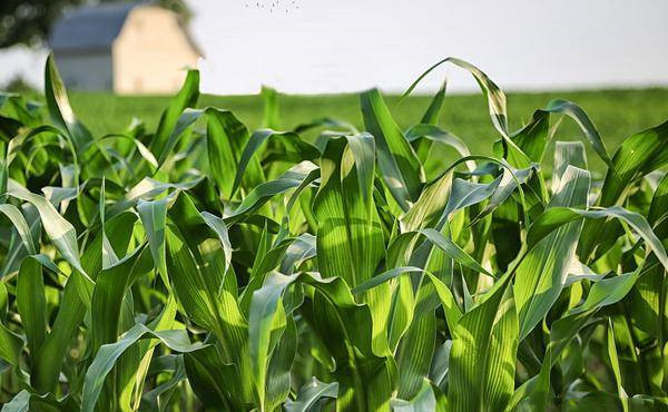 corn planting density corn planting density