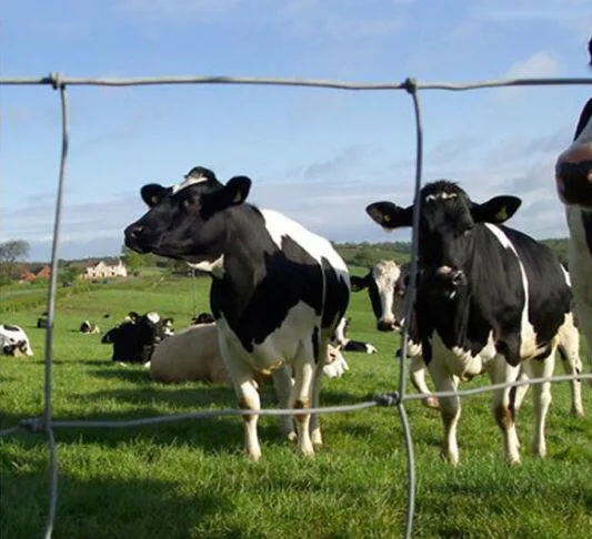 Clôture de champ de la ferme de prairies galvanisées