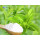 Atropa Belladonna Extract Hyoscyamine 1% Powder