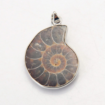 Natural Shell Nautilus wrapped in silver necklace