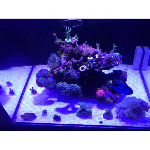 Phlizon Aquarium Lightings Full Spectrum Fan Raffredding 2022