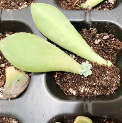 Plastic Seed Germination Trays for Nursery and Planting