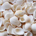 Venda Por Atacado Natural Seashell para decoração de suspensão de parede