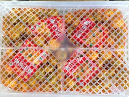 Exporting China Orange (S M L) Model No:Mandarin orange