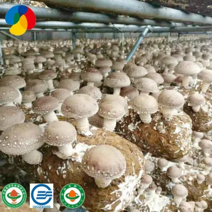 Champignon  Mushroom White  Color