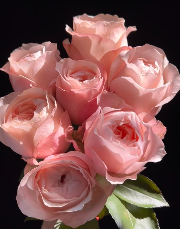 Catherine Rose