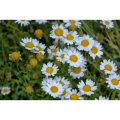 Organic Chamomile Nobile Extract for Stress Relief and Sleep