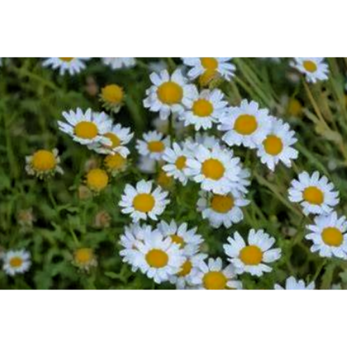 Organic Chamomile Nobile Extract for Stress Relief and Sleep