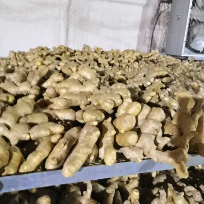 Fresh Organic Dry Ginger