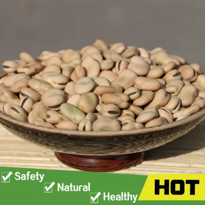 Organic driedn broad beans price