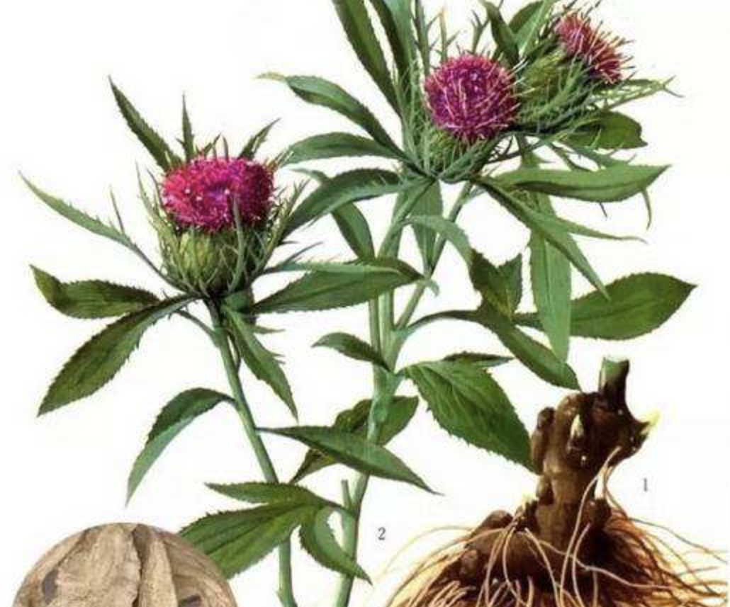 Atractylodes Extract Supplier