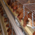 Typ Urządzenia do hodowli kurczaków
