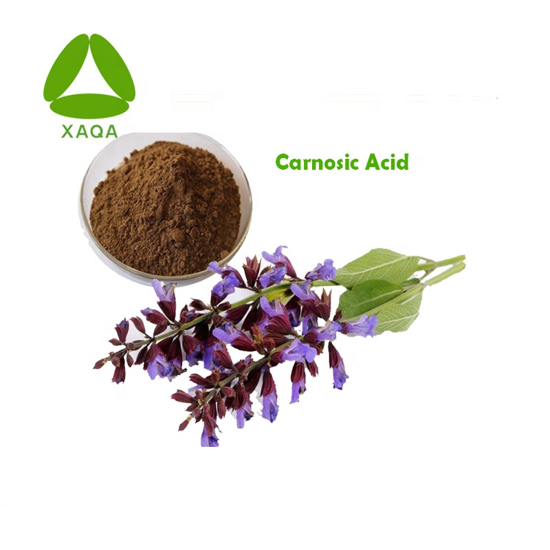 Ácido carnósico del extracto de semilla de salvia / salvia esclarea