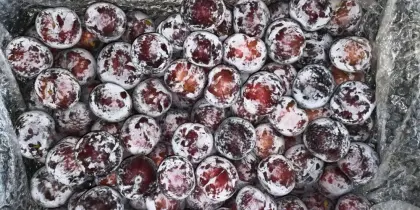 fresh plums chinese plum black president plum