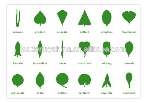 Botany Leaf Cabinet Control Chart, High Quality Botany Leaf Cabinet