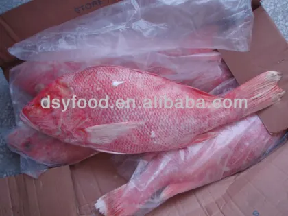 Sea Frozen Red Snapper