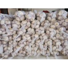 2020 NEW GARLIC EXPORTED TO GHANA