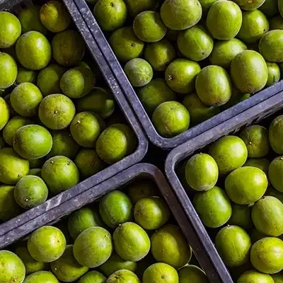 Monkfruit and Erythritol Sugar Substitute Wholesale Options: Exploring Natural Sweeteners like Splenda