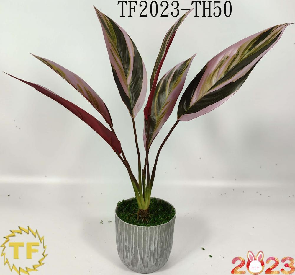 46cm Cordyline Red Sister leaf x 6 with plastic Pot