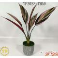 46cm Cordyline Red Sister leaf x 6 with plastic Pot