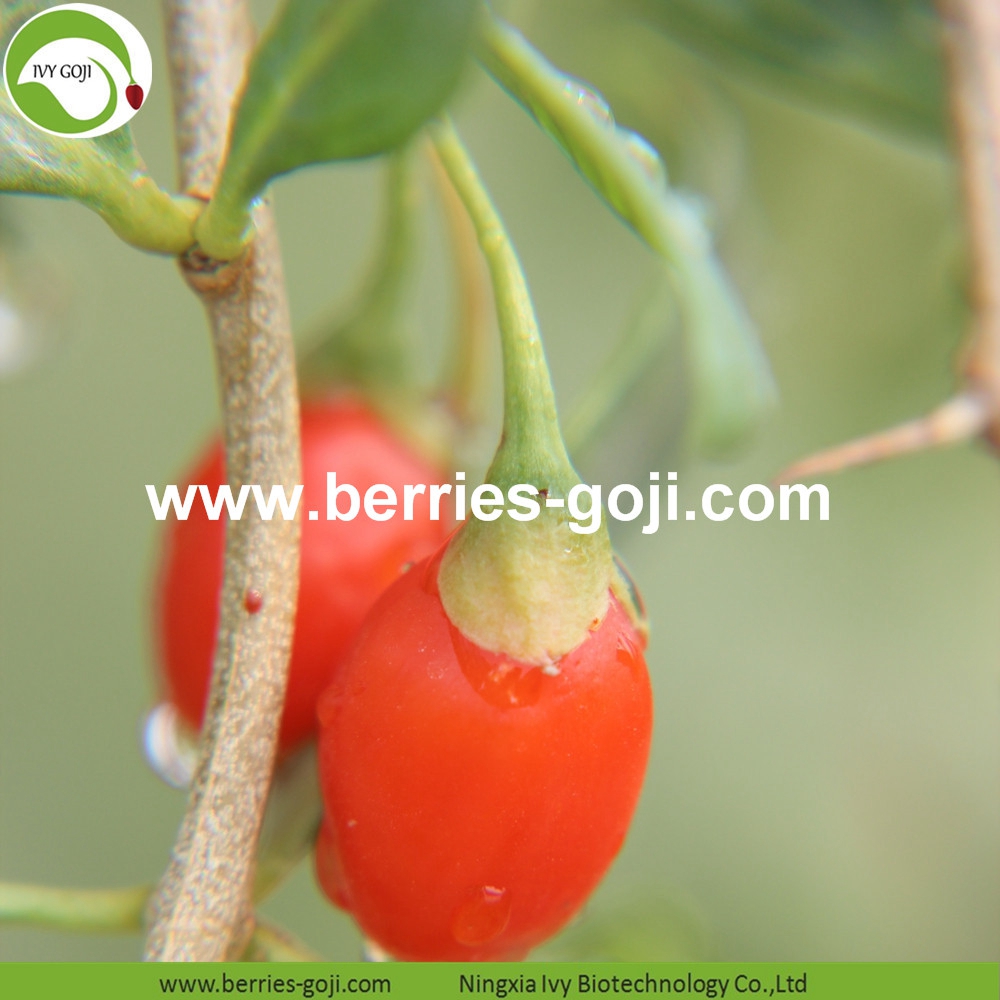 Goji Berry