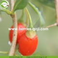 Factory Supply Fruits Nutrition Pack Goji Berry