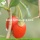 Factory Supply Healthy Price Buy Goji