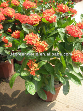 Ixora shrub trees different color and varities