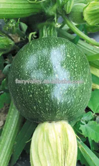 Hybrid Squash seeds for growing- Biluo Chun